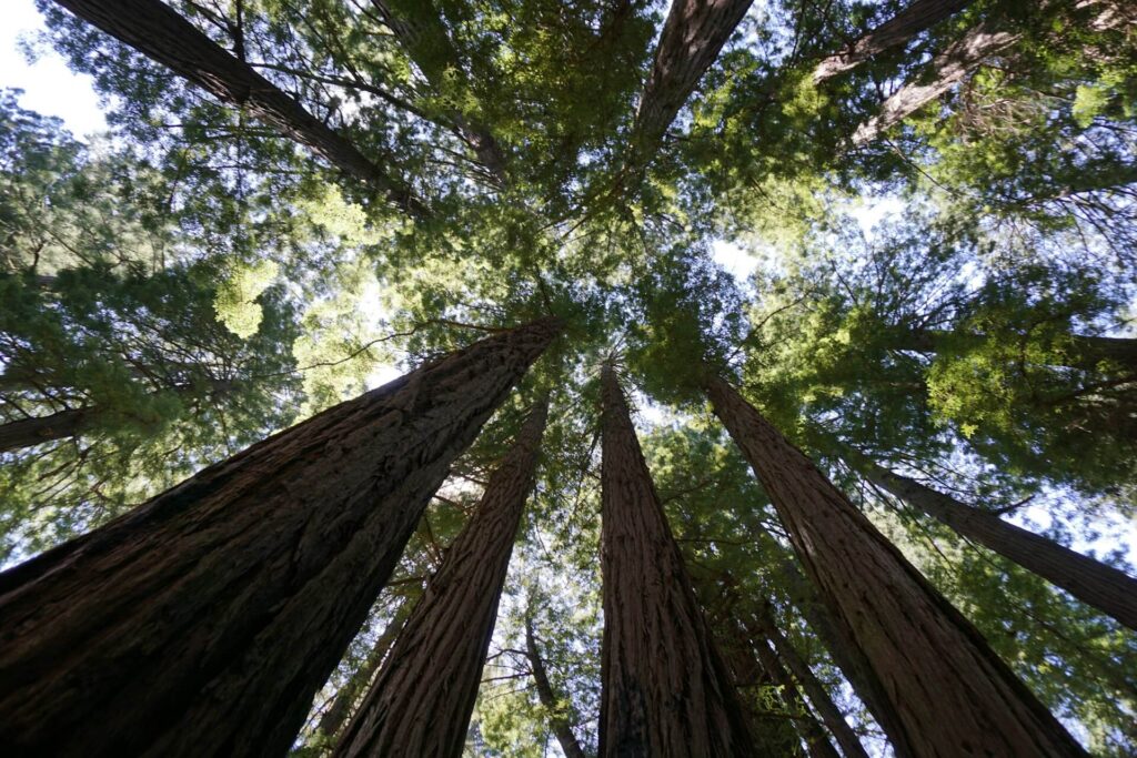 Muir Woods National Monument